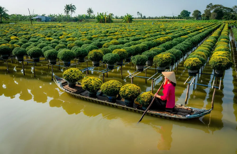 Cúc mâm xôi Chợ Lách