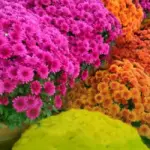 Bộ giống hoa cúc mâm xôi Chợ Lách nhiều màu đầu tiên được phát triển