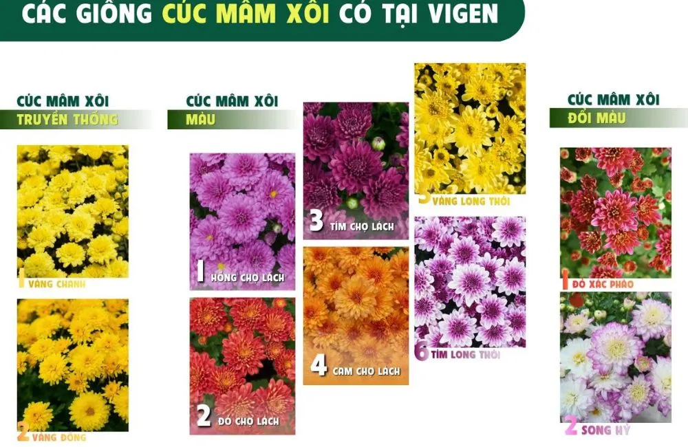 Cúc mâm xôi Chợ Lách