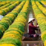 Cúc mâm xôi Chợ Lách trồng bao lâu ra hoa và cách canh hoa đúng tết