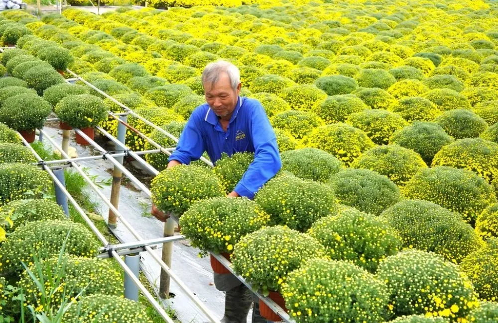 Cúc mâm xôi Chợ Lách
