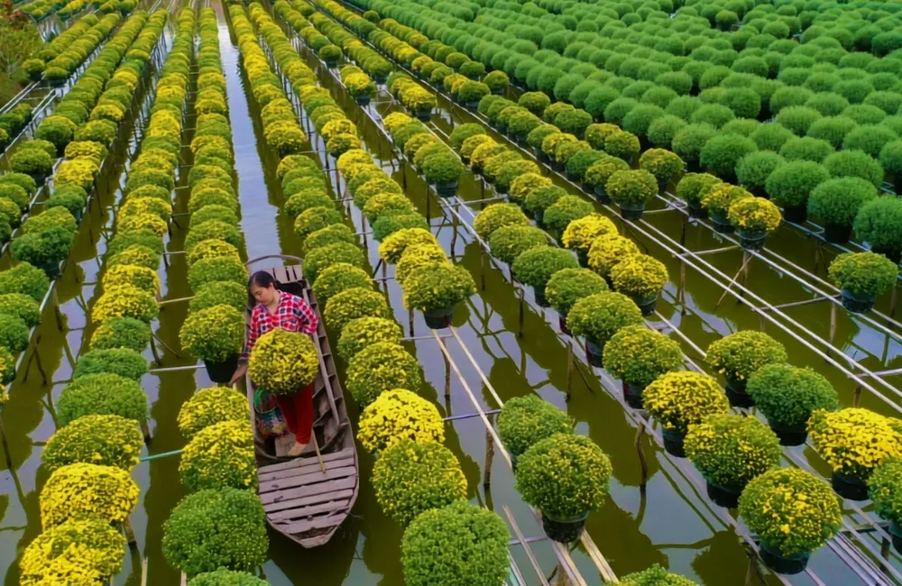 Cúc mâm xôi Chợ Lách