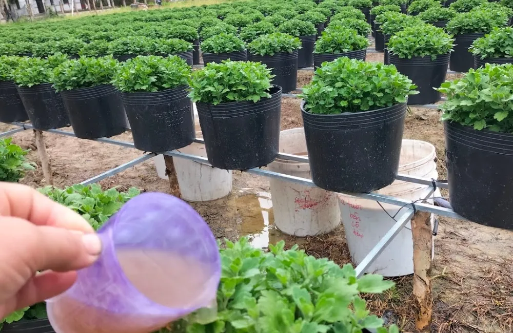 Cúc mâm xôi Chợ Lách