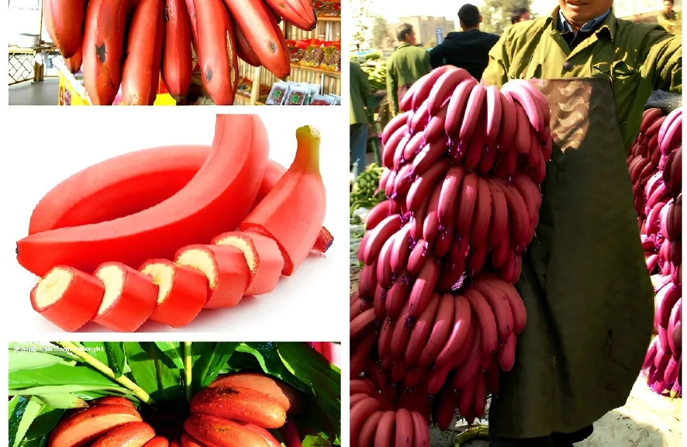 Đặc điểm chuối Cau Đỏ