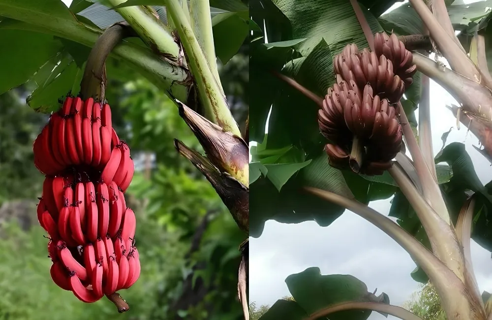 Đặc điểm chuối Cau Đỏ