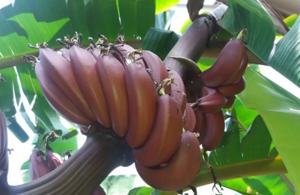Đặc điểm chuối Cau Đỏ