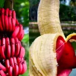 Đặc điểm chuối Cau Đỏ: Hình dáng, quả và cách nhận biết