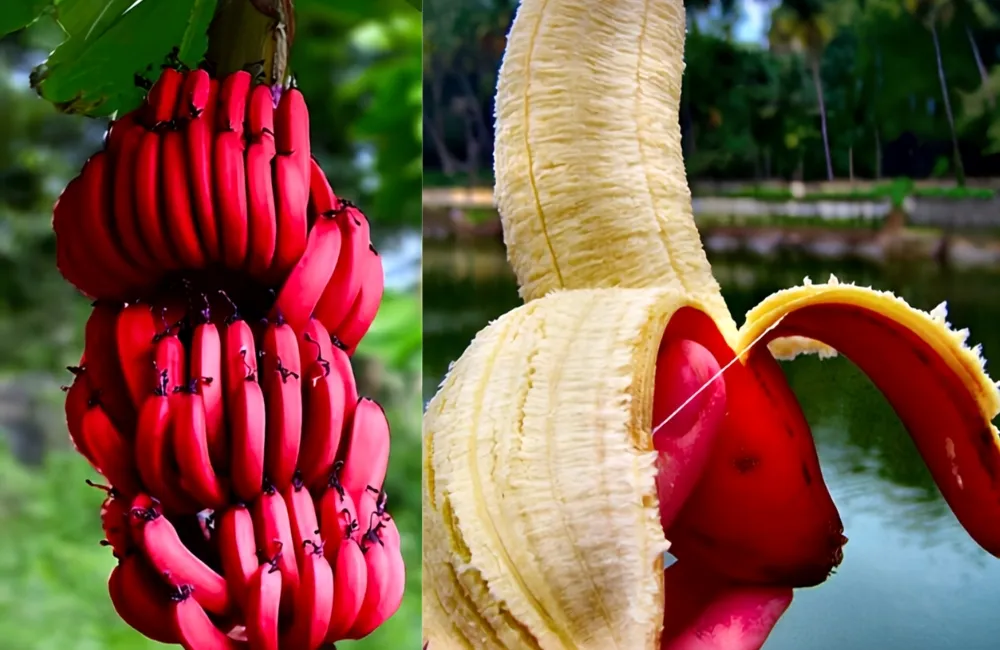 Đặc điểm chuối Cau Đỏ 