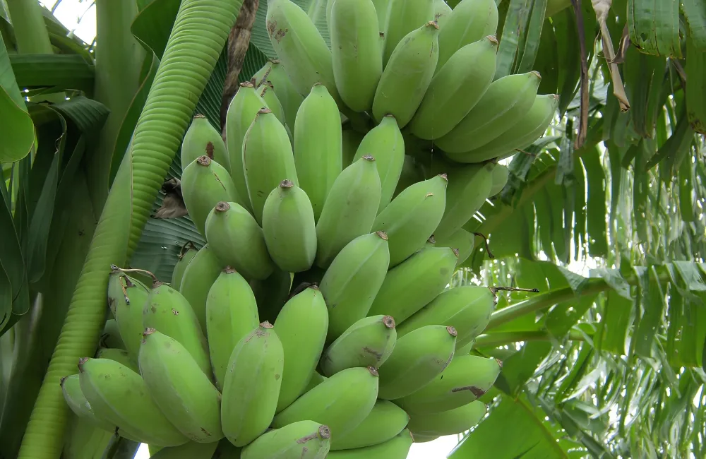 Đặc điểm chuối Mốc
