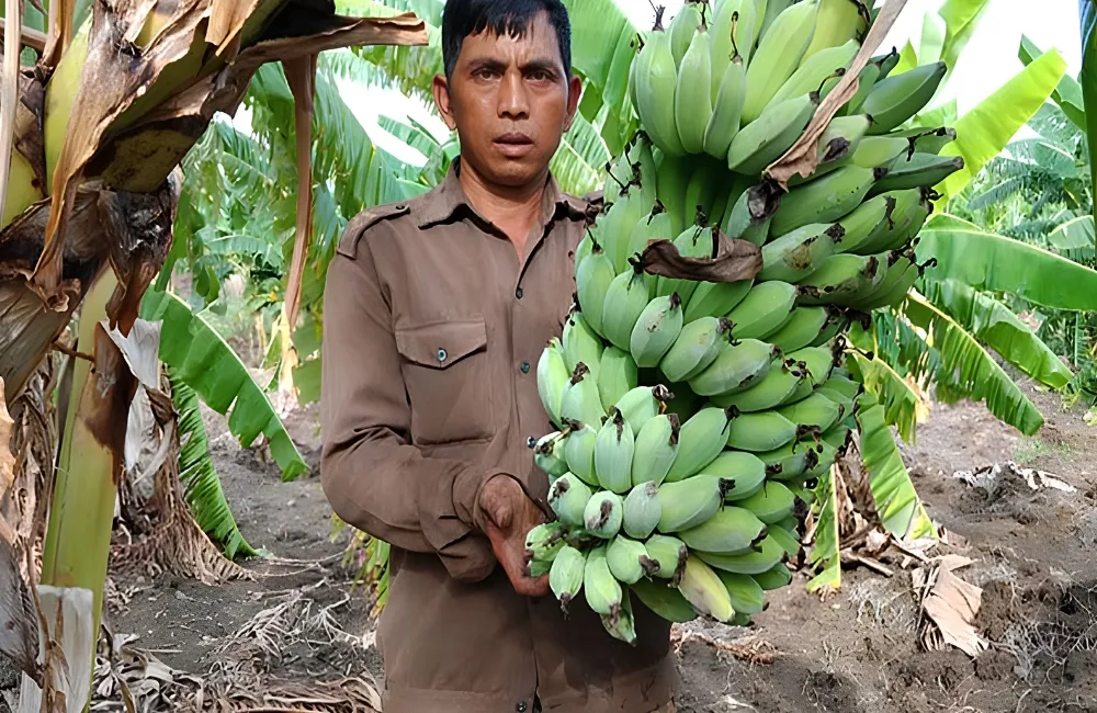 Đặc điểm chuối Mốc
