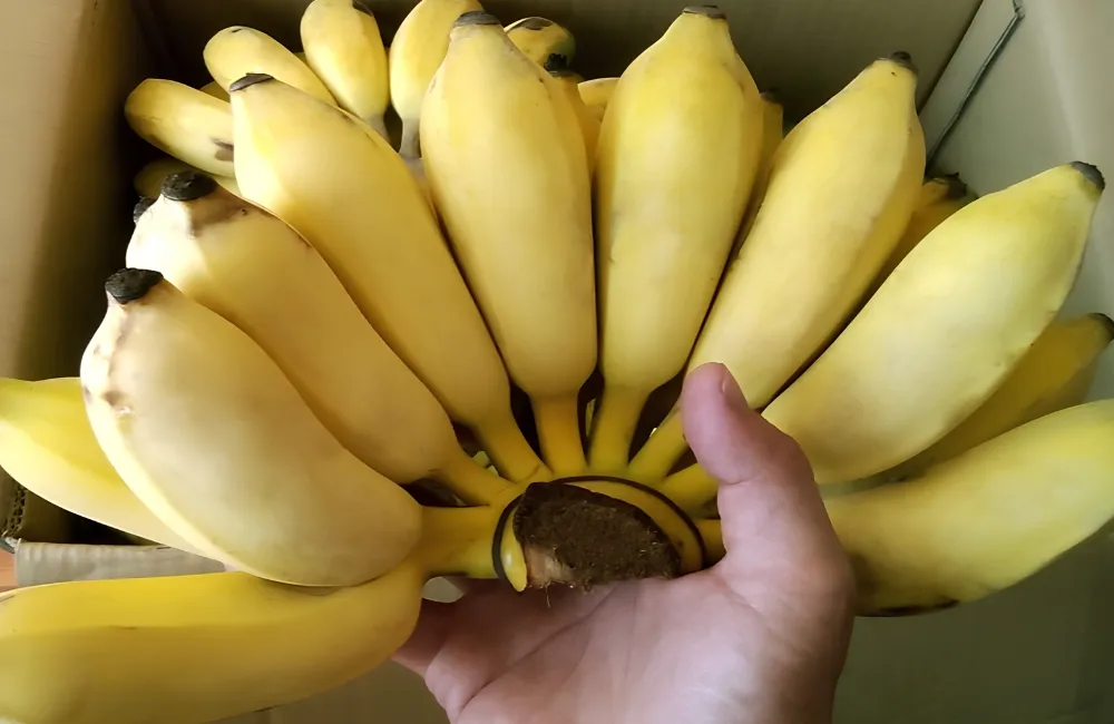 Đặc điểm chuối Mốc