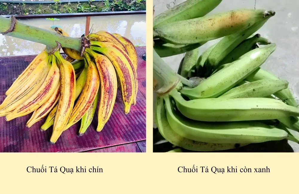 Đặc điểm chuối Tá Quạ