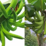 Đặc điểm Chuối Tá Quạ và những điểu nhà vườn cần biết