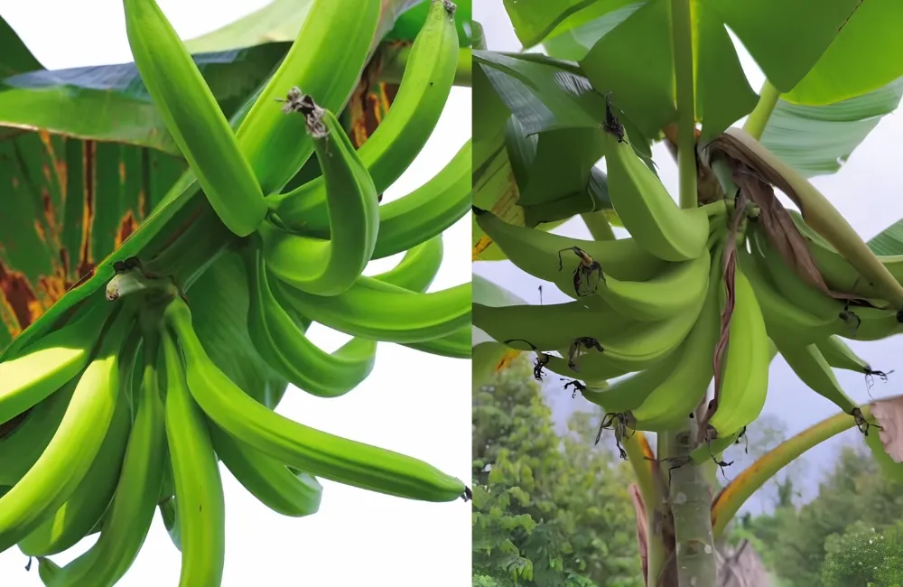 Đặc điểm chuối Tá Quạ