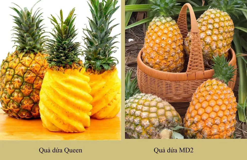 Đặc điểm dứa Queen