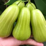 Khám phá đặc điểm Mận Green Giant - Giống mận khổng lồ