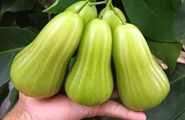 Khám phá đặc điểm Mận Green Giant – Giống mận khổng lồ
