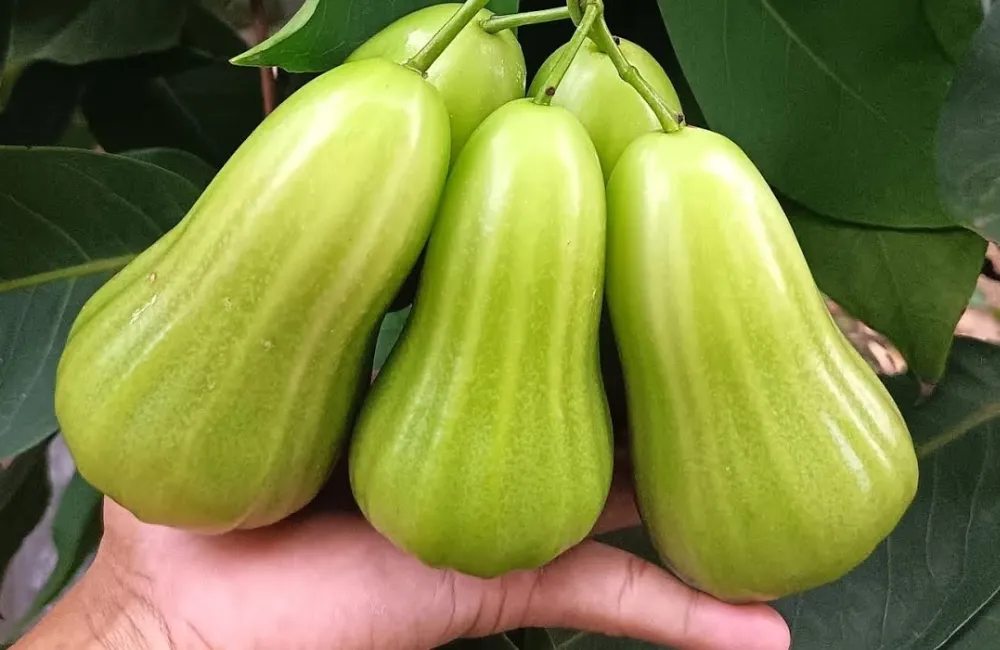 Đặc điểm mận Green Giant