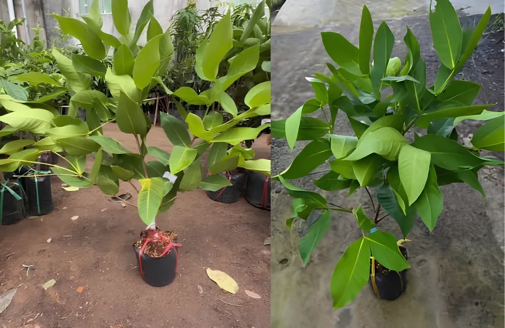 Đặc điểm mận Green Giant