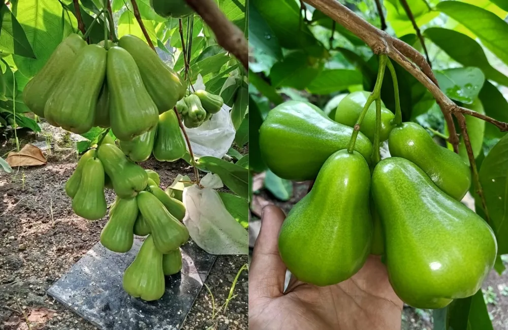 Đặc điểm mận Green Giant