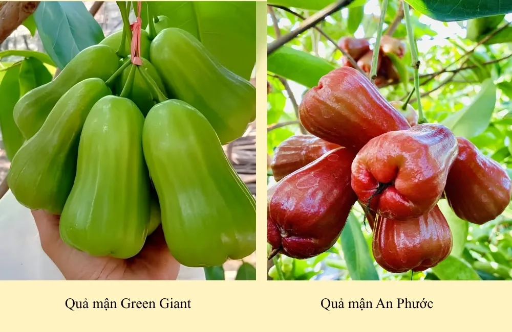 Đặc điểm mận Green Giant