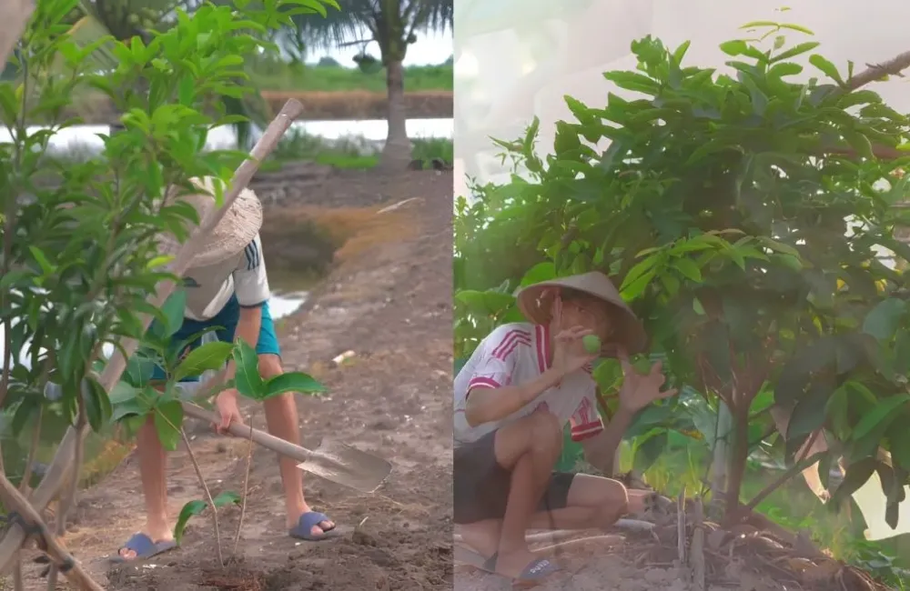 Đặc điểm mận Green Giant