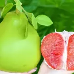 Đặc điểm sinh trưởng Bưởi Ruby - Khả năng phát triển và thích nghi