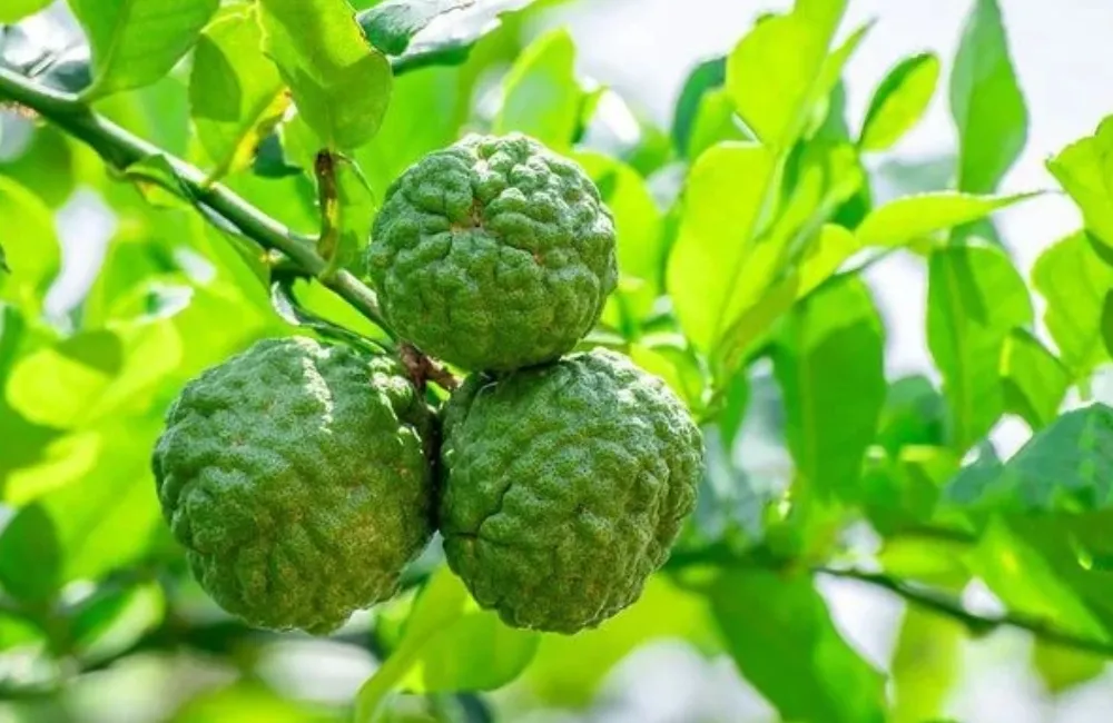 Dặc điểm sinh trưởng Chanh Trúc