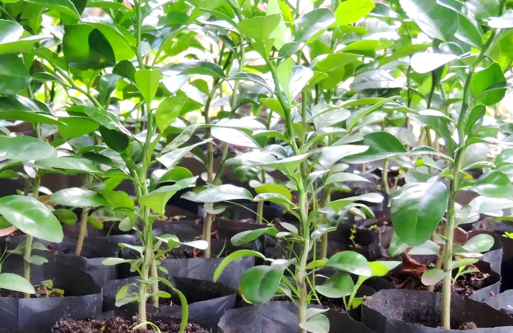 Dặc điểm sinh trưởng Chanh Trúc