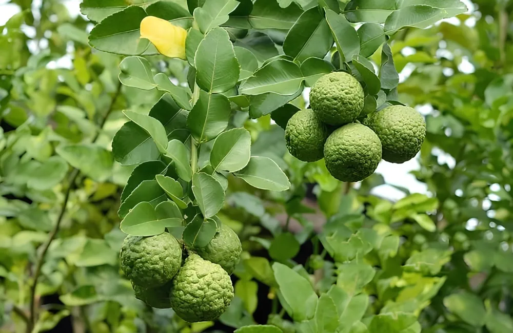 Dặc điểm sinh trưởng Chanh Trúc