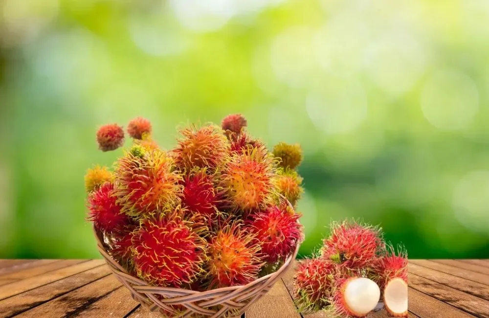 Đặc điểm sinh trưởng Chôm chôm Thái
