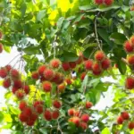 Đặc điểm sinh trưởng Chôm chôm Thái và điều kiện trồng phù hợp