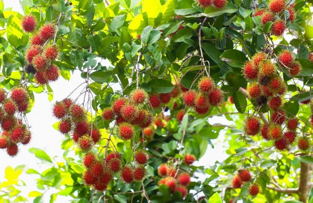 Đặc điểm sinh trưởng Chôm chôm Thái 