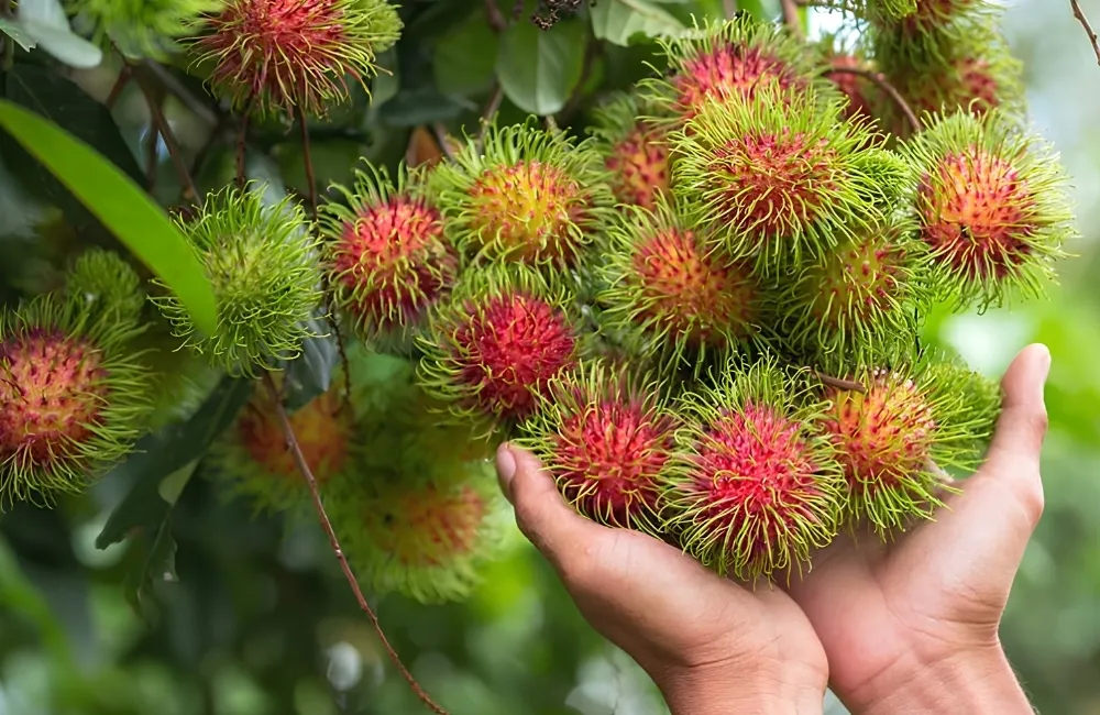 Đặc điểm sinh trưởng Chôm chôm Thái