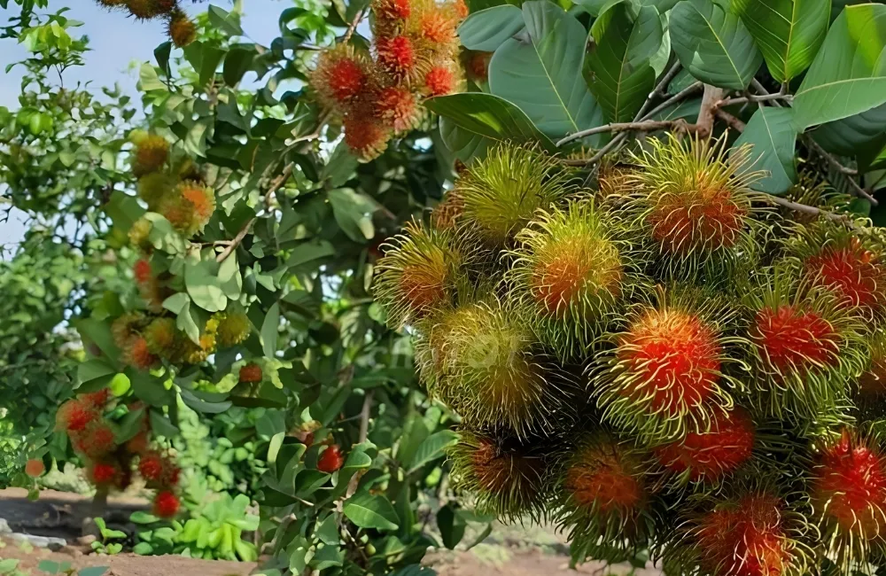 Đặc điểm sinh trưởng Chôm chôm Thái