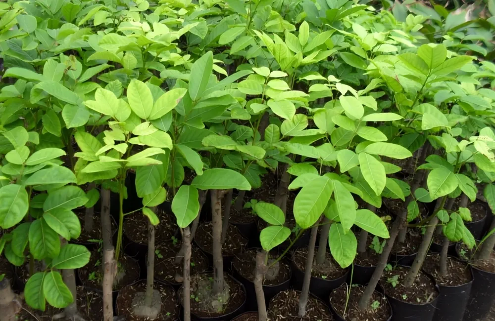 Đặc điểm sinh trưởng Chôm chôm Thái
