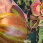 Đặc điểm sinh trưởng ổi Kim Cương Đốm: Những điều nhà vườn cần biết
