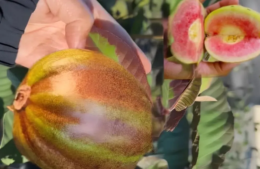 Đặc điểm sinh trưởng ổi Kim Cương Đốm