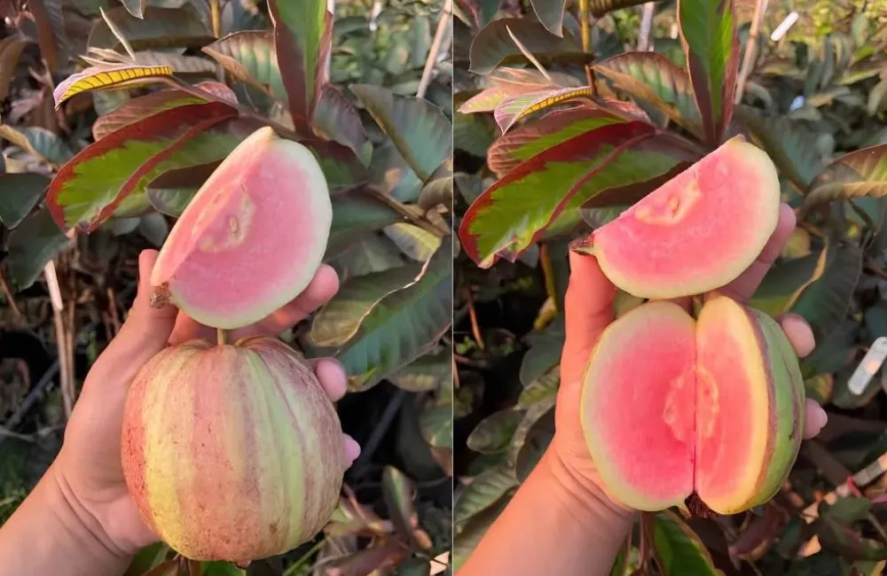 Đặc điểm sinh trưởng ổi Kim Cương Đốm