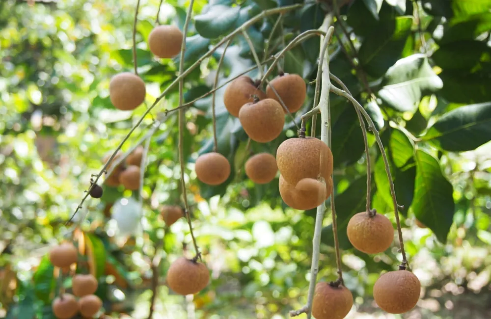 Đặc điểm sinh trưởng Thanh Nhãn