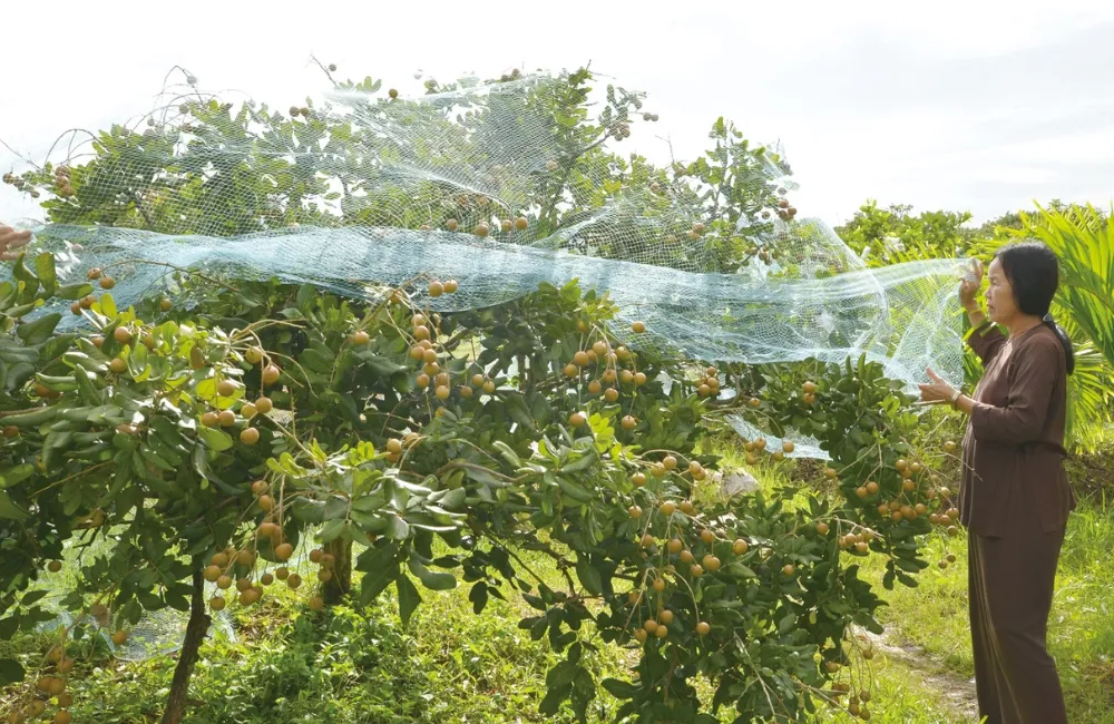Đặc điểm sinh trưởng Thanh Nhãn