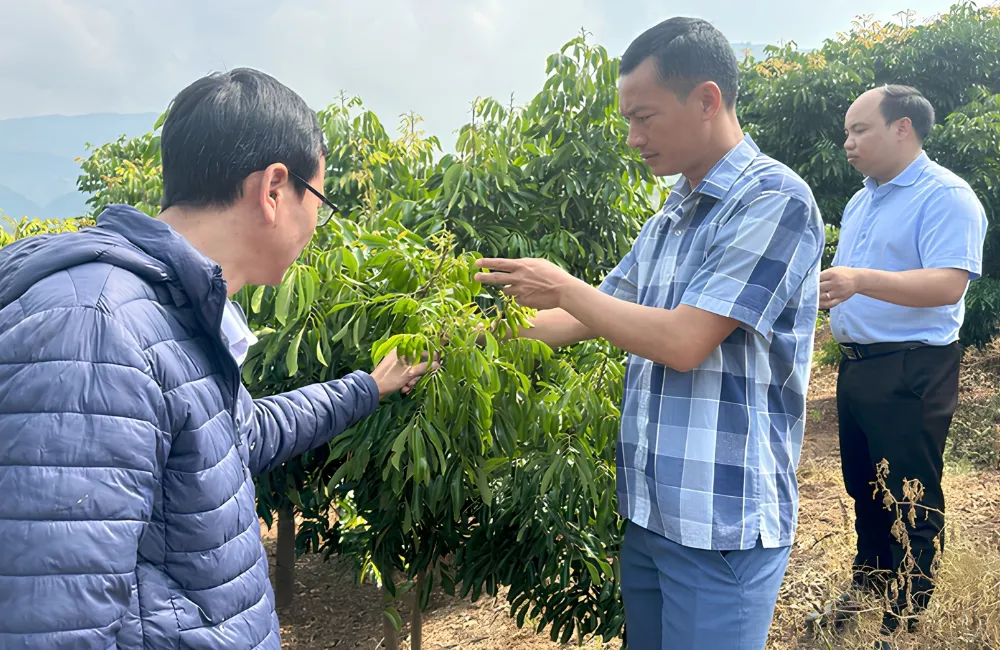 Đặc điểm sinh trưởng Thanh Nhãn