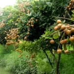 Đặc điểm sinh trưởng Thanh Nhãn từ cây con đến kho cho trái