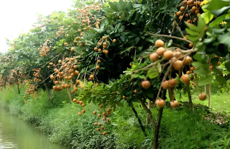 Đặc điểm sinh trưởng Thanh Nhãn từ cây con đến kho cho trái