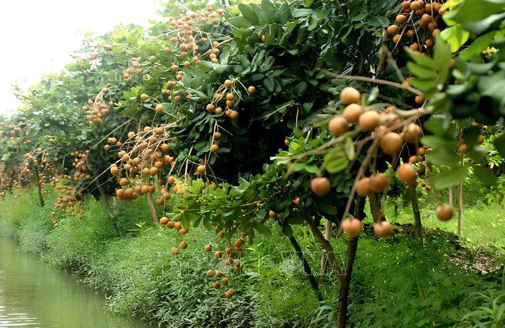 Đặc điểm sinh trưởng Thanh Nhãn