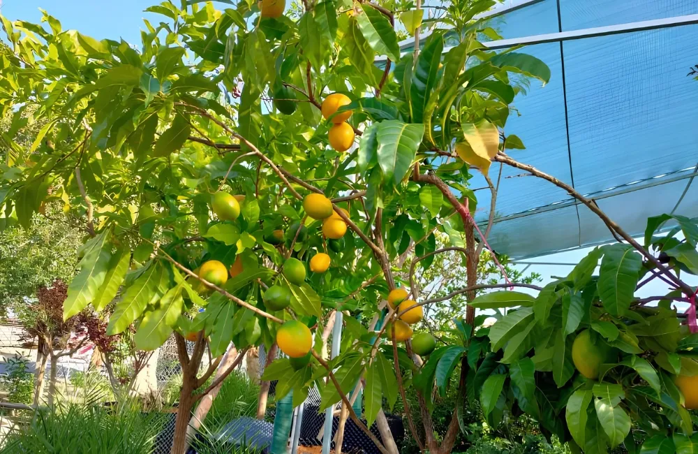 Đặc điểm Vú sữa Hoàng Kim
