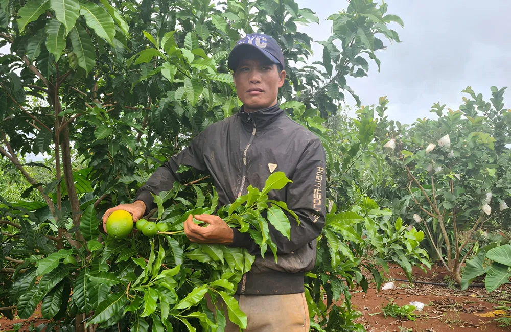 Đặc điểm Vú sữa Hoàng Kim