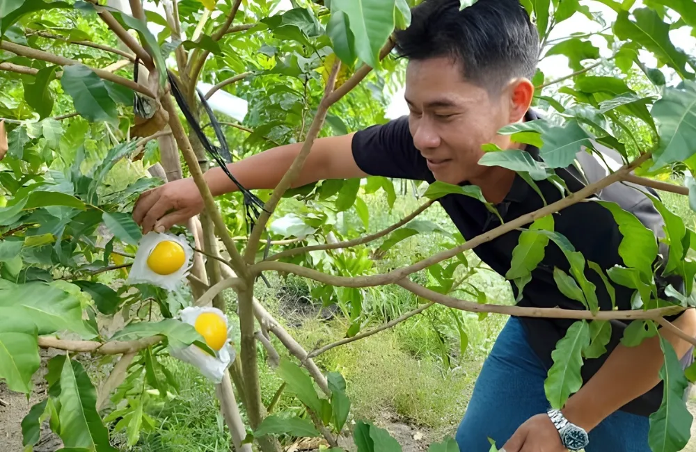 Đặc điểm Vú sữa Hoàng Kim