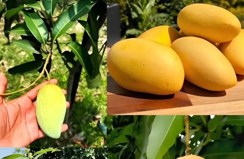 Đặc điểm xoài Carabao