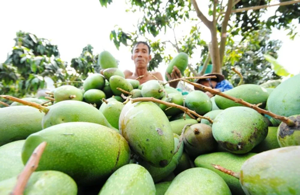 Đặc điểm xoài Hạ Tuyết Đài Đông